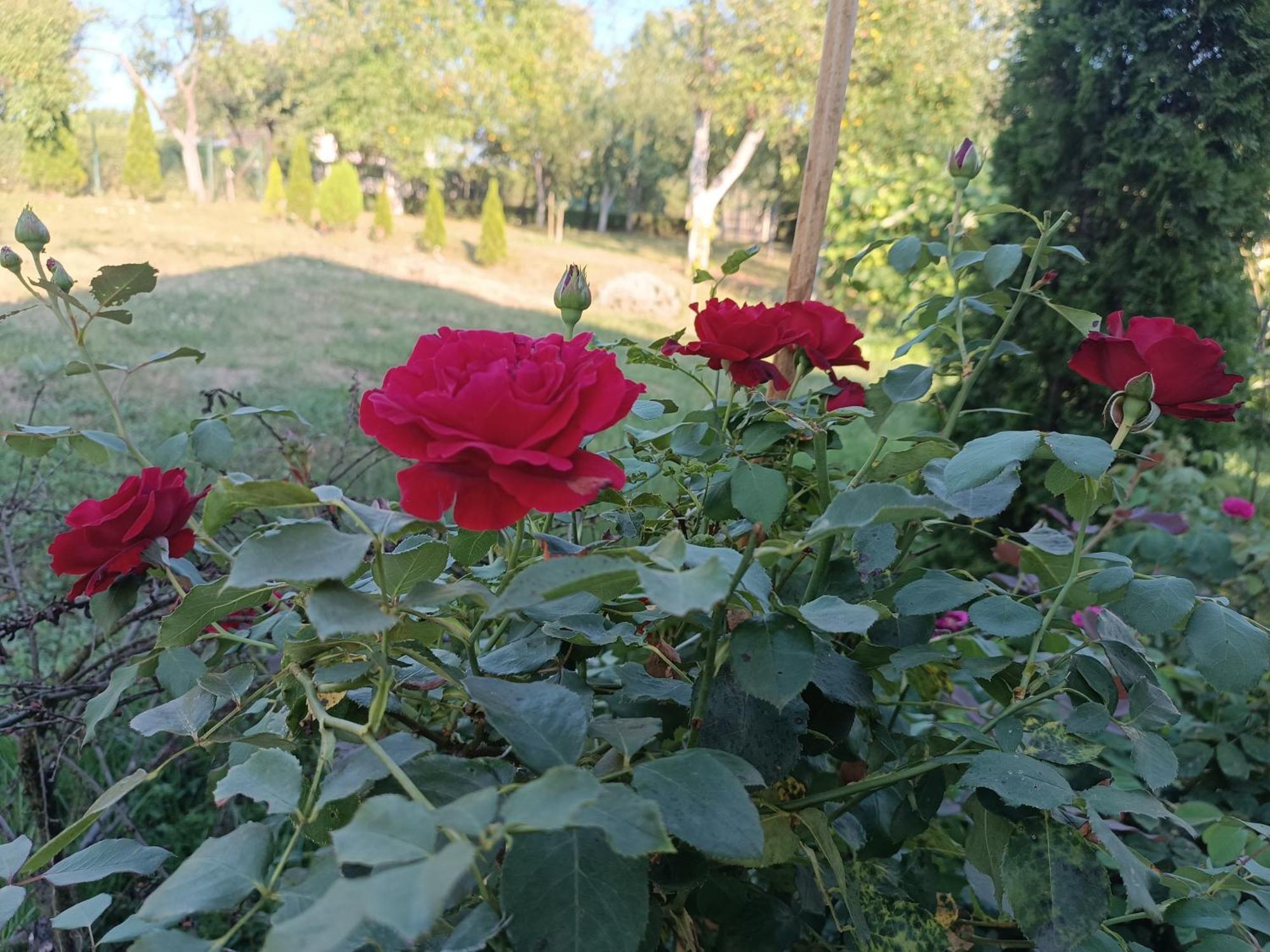 Guest House Bee Visoko Ngoại thất bức ảnh